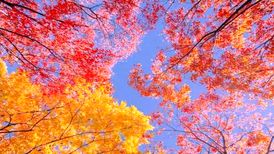 دانلود آهنگ یه روزی یه روزگاری دلمو دادم به یاری