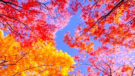 دانلود آهنگ یه روزی یه روزگاری دلمو دادم به یاری