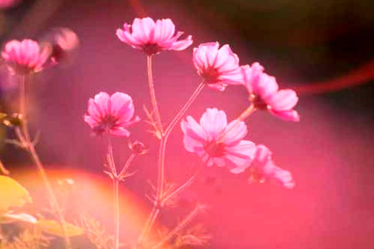 دانلود آهنگ لری دودر گل باوینه کرده جومه ی آبینه