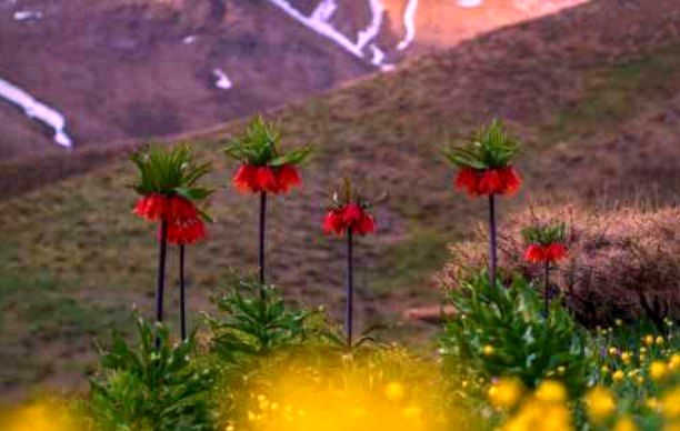 دانلود آهنگ روز نوروز بچینی گل سرخ