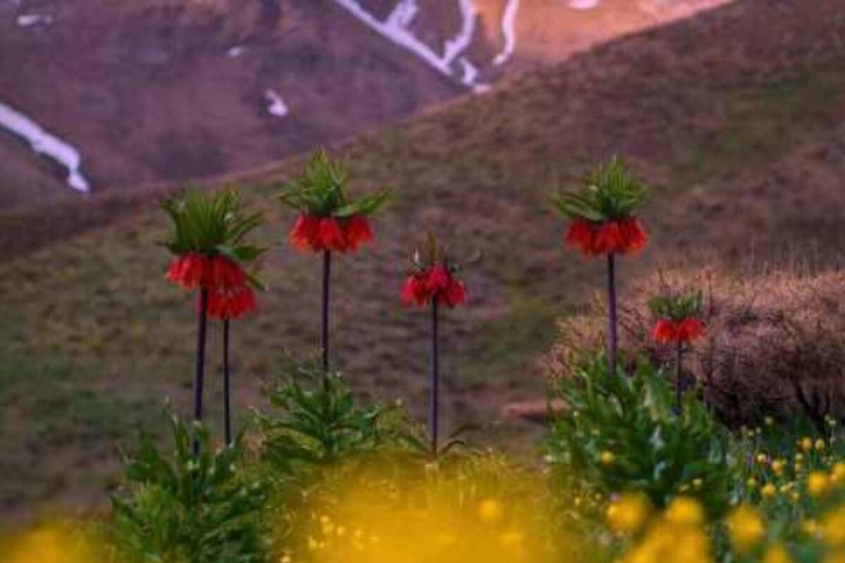 دانلود آهنگ روز نوروز بچینی گل سرخ