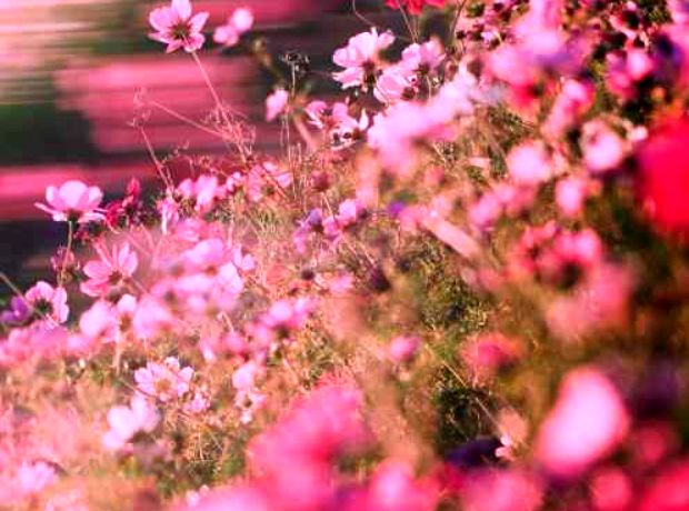 دانلود آهنگ نفس دادی به این سینه دودیم