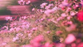دانلود آهنگ حایاتی تسبیح یاپمیشیم