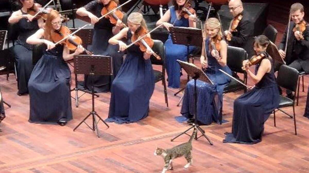 حضور گربه کنجکاو در کنسرت نوازندگان