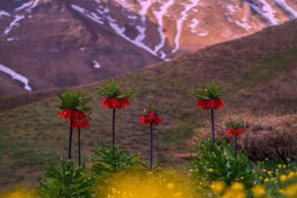 دانلود آهنگ روز نوروز بچینی گل سرخ