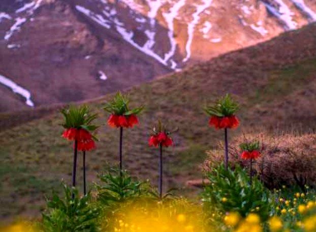 دانلود آهنگ روز نوروز بچینی گل سرخ