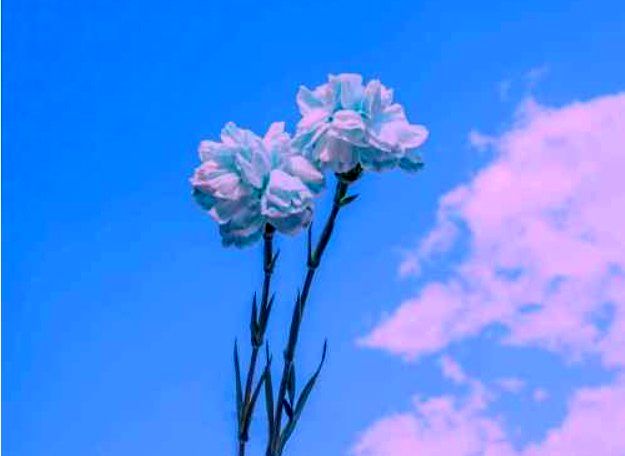 دانلود آهنگ طبیب سن المه منیم یارامی