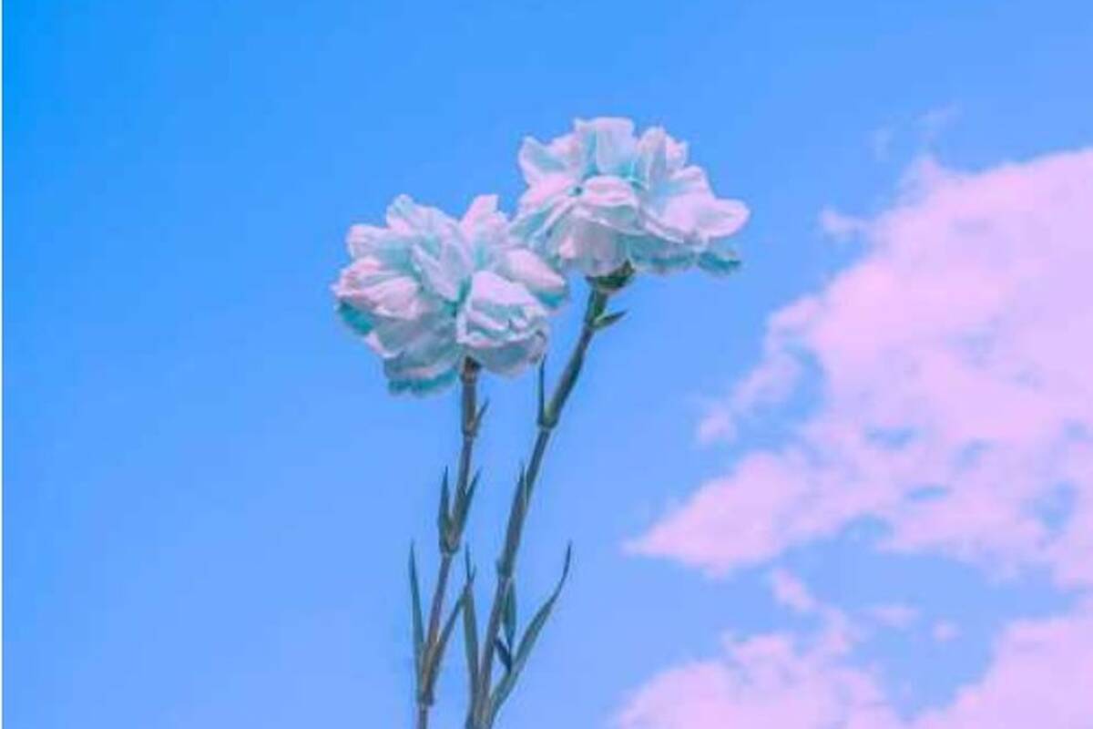 دانلود آهنگ طبیب سن المه منیم یارامی