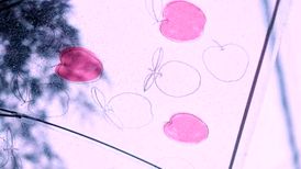 دانلود آهنگ اخماتو واکن پسرو سرتو بالا کن دخترو