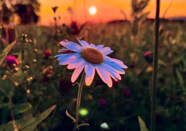 دانلود آهنگ مسعود بختیاری گل نازم